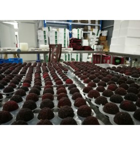 迪锋精品杨梅
